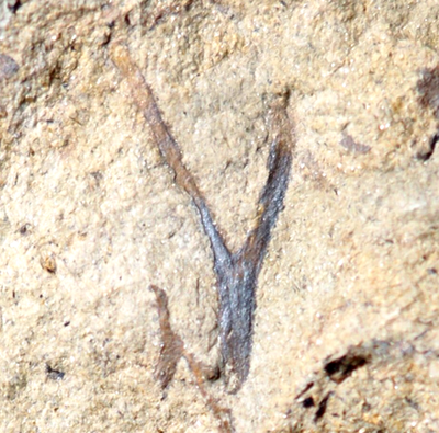 #ad Unknown silurian fossil land plant unusual sporangia amp; Prototaxites Cooksonia $85.00