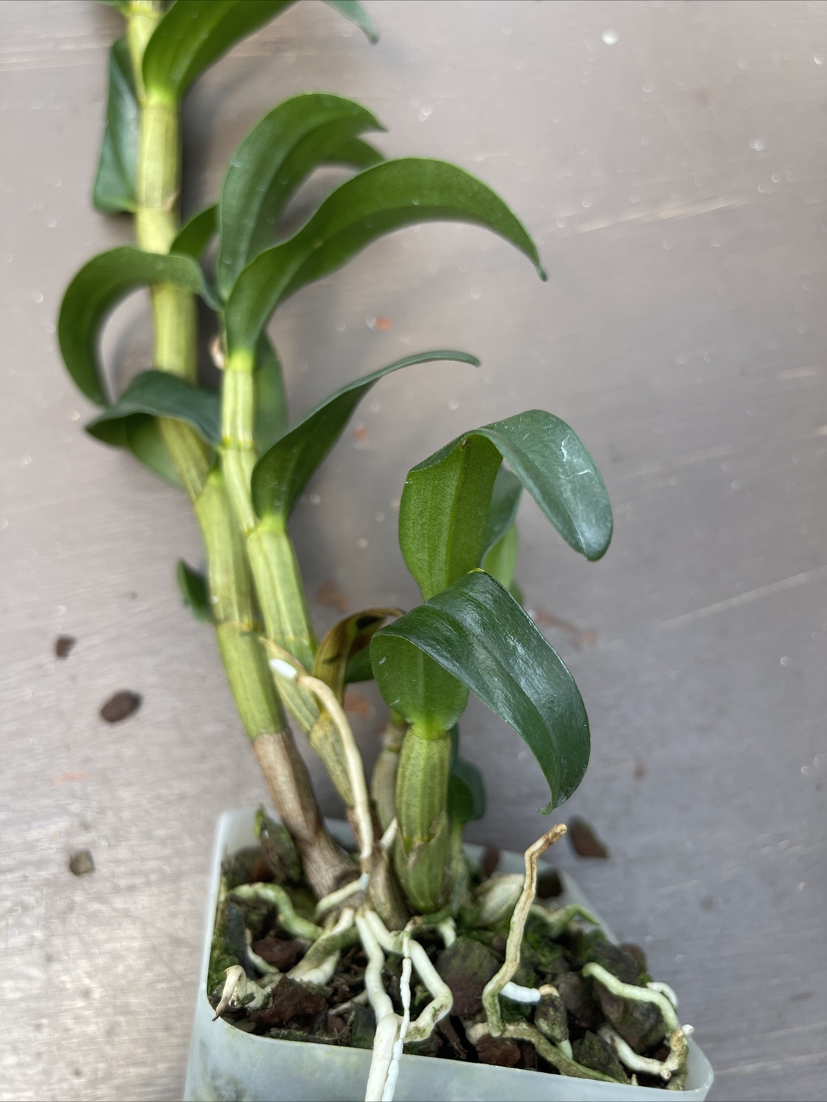Orchid live Dendrobium Green Lantern - Blooming size - Picture 2 of 2