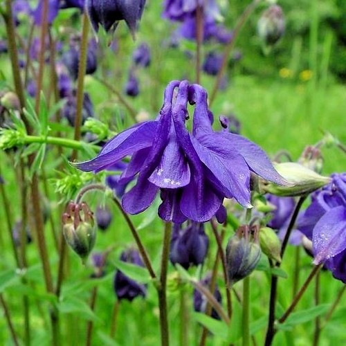 101+DWARF COLUMBINE Seeds Perennial Wildflower Shade Garden Patio Container Easy - Picture 8 of 12