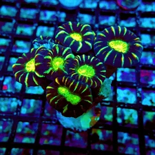 WYSIWYG - Caulastrea Coral Premium