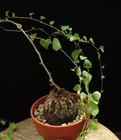 Dioscorea elephantipes var.montana,Caudex,Euphorbia,Succulent Plants