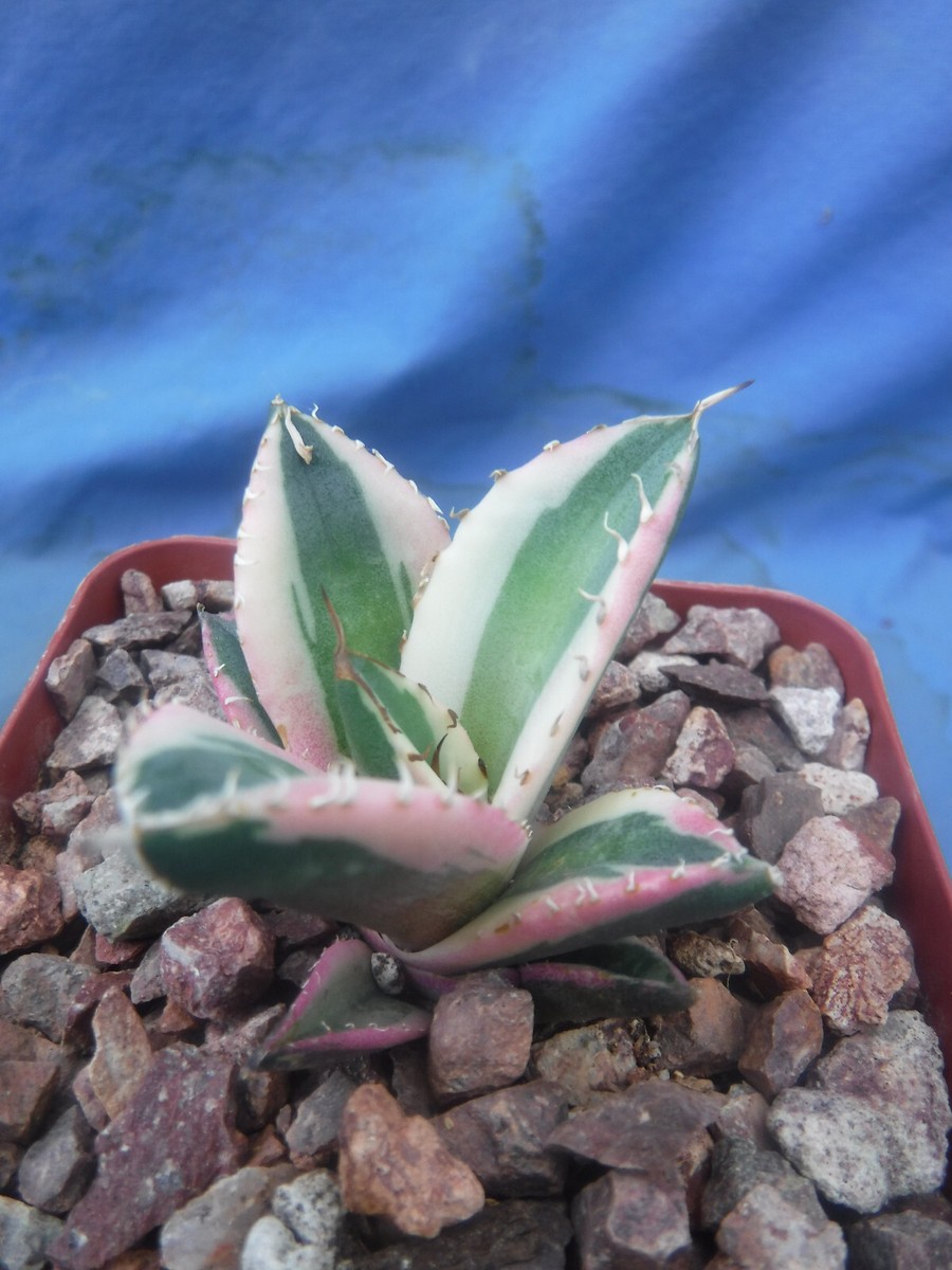 アガベ Agave titanota 'Snaggle Tooth' 177 Agave titanota 'Snaggle Tooth' | Walters Gardens, Inc.