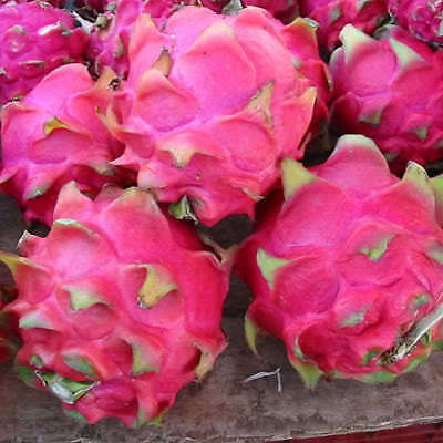 hylocereus for sale hylocereus for sale Shipping to South Africa