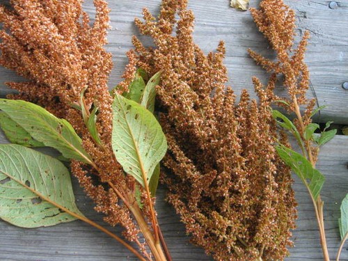 Green Giant Calaloo 1200 Seeds Amaranth Vegetable Spinach Health Strong Food_2g - Picture 4 of 7