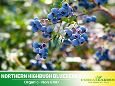 55 Seeds Northern Highbush Blueberry Seeds 6035