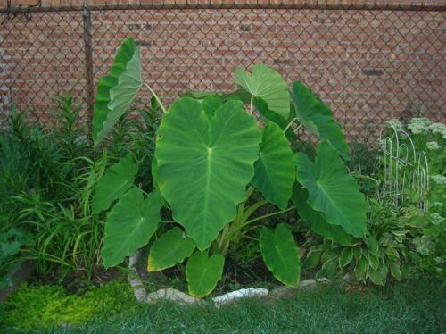 READY 2 GROW 25 LIVE Bulbs Colocasia Esculenta Elephant Ear Taro Gabi Kalo Eddo - Picture 3 of 3
