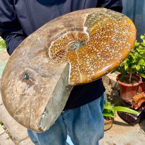 20.61LB Natural Fossil Snail Agate Fancy Cabochon Gemstones - 第 7/13 張圖片