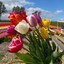 tulipai