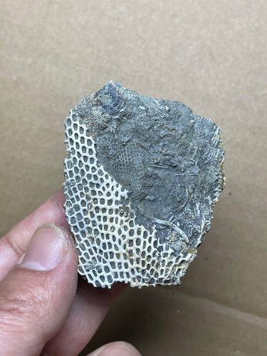27g Kambrium Bryozoen Meeresorganismen Geologisches Gesteinsexemplar - Bild 10 von 13