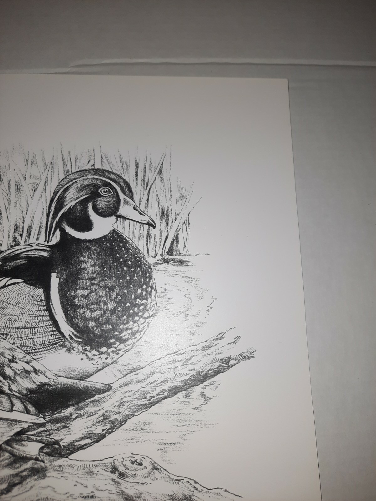Picture 5 of 7