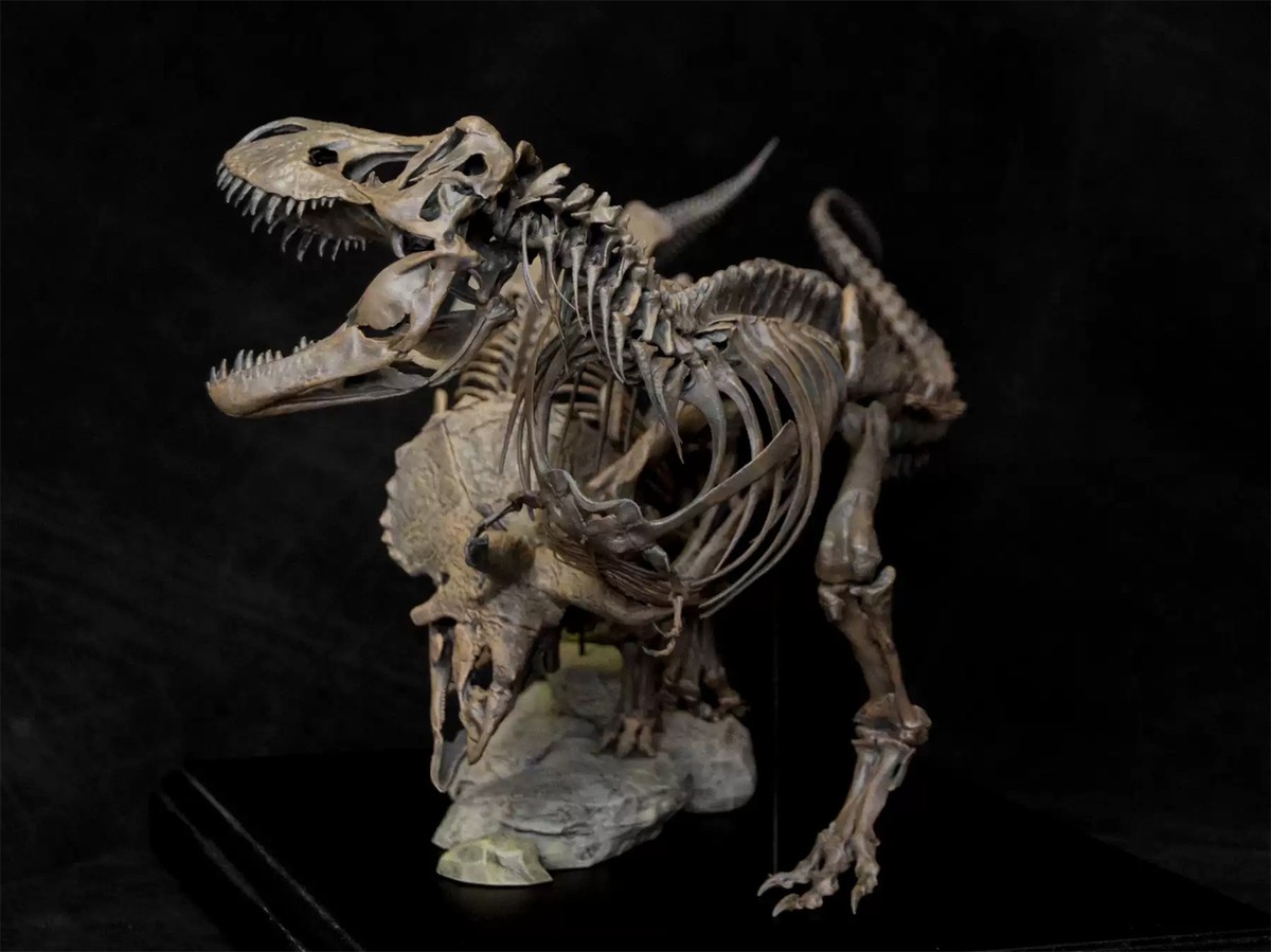 Tyrannosaurus Skull Model ティラノサウルス Tyrannosaurus Rex / T.rex – Large Skull Model | DinoStoreus