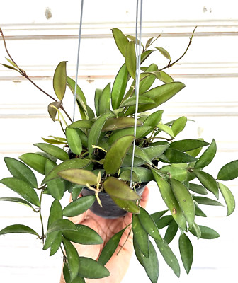 Hoya Rosita.  well rooted.