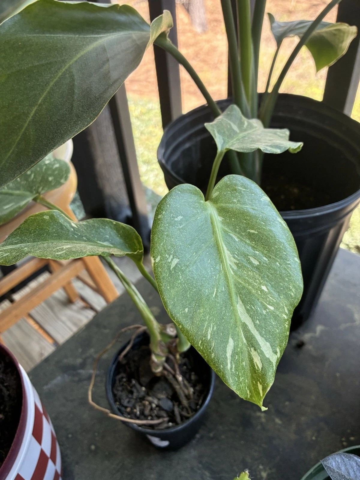 Monstera Thai Constellation Albo Variegated Plant - Rooted, Exact Plant Pictured
Opens in a new wind