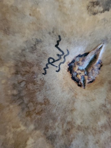 Native American Gourd Signed RW 9.5" Round Pumpkin Scallop Lid Dbl Red Floral - Picture 6 of 11
