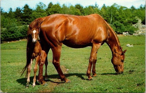Brown Horse with Foal Postcard - Picture 1 of 2