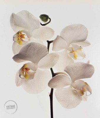 VTG Irving Penn Photo Phalaenopsis Sanderiana Engraving Fine Art 1980 Mat 12x14