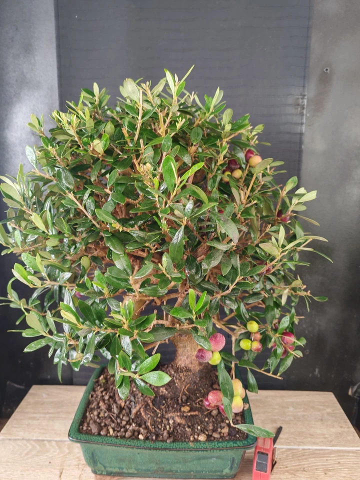 bonsai olivo h 58 cm visita il negozio - Immagine 2 di 4