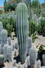 Pachycereus pringlei (Mexican Giant Cardon) Cactus Seeds (100 Seeds). The Giant