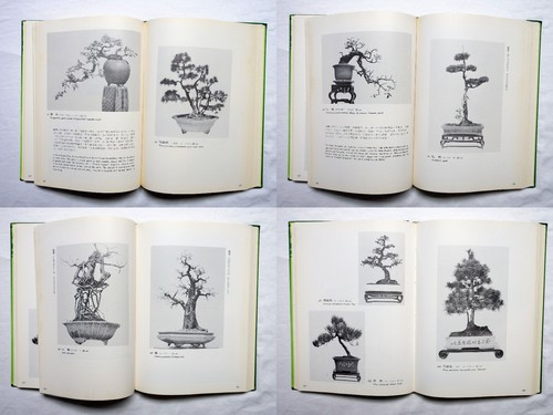 Man Lung Artistic Pot Plants, 1974, Hong Kong, Bonsai, Chinese & English  景盆 農 文 - Picture 3 of 24