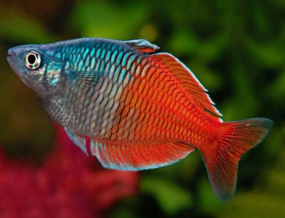 Rainbow fish sale tropical