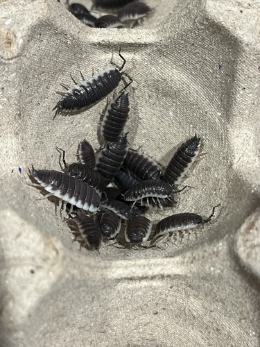 (LAG) 30+ Porcellio Hoffmannseggi Isopods ~ Bioactive Clean Up Crew Variant Size - Picture 3 of 3