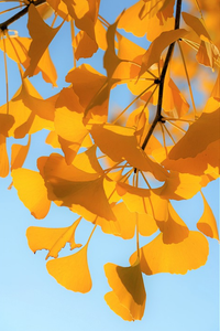 ☺4 graines de ginkgo biloba