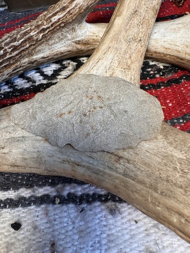 Quarzit Cache Klinge archaische Periode aus Albemarle County Virginia. CP7 - Bild 13 von 15