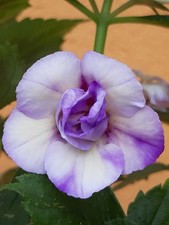 Achimenes - BriD's Abendstern, Milk and Honey, Jay Dee Large White