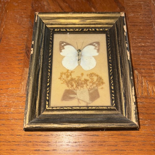 Vintage gerahmter kleiner SCHMETTERLING SIEBDRUCK M&R ORIGINAL SKOKIE IL Blumenkunst