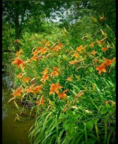 50 Live Fans Kwanso Double Orange Daylily Hemerocallis Fulva Lily BareRoot Plant - Picture 12 of 12
