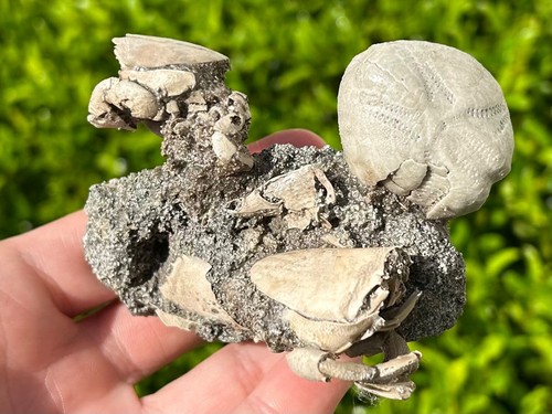 DOUBLE Florida Fossil Crabs in Matrix Ranilia Pliocene Crustacean with Echinoid - Picture 2 of 13