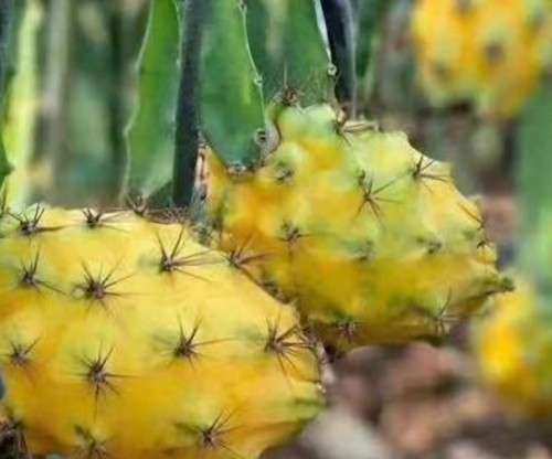 ROOTED Yellow Dragon Fruit Live Plant (Fruta del dragón amarilla) in a Pot  - Picture 8 of 8