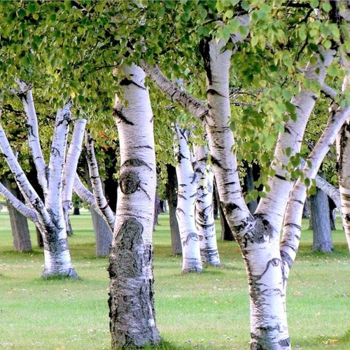 Weißpapier Birkenbaum Samen | Betula Pendula Europäisches Hartholz Baum Samen 2025 - Bild 1 von 11