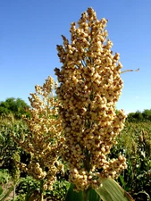 50 TOP 76-6 SORGHUM Bicolor Syrup Flour Grain Vegetable Seeds