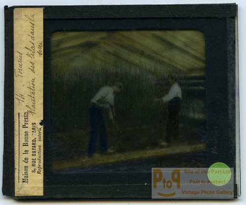 8 vues of Greenhouse near Paris 8 positive glass views for projection 1900 - Bild 10 von 10
