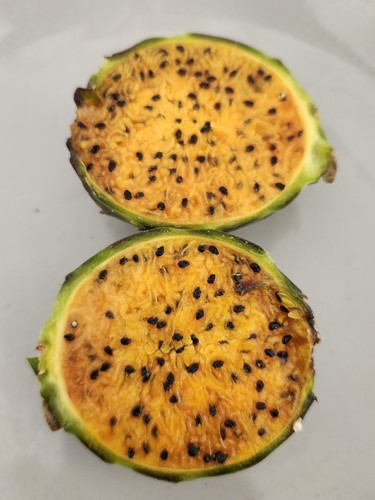 50 Seeds Golden Pitaya Stenocereus queretaroensis Cactus