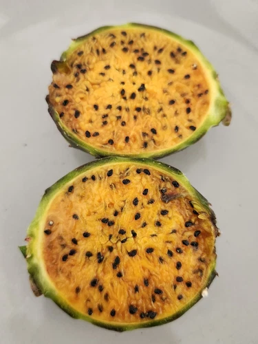 50 Seeds Golden Pitaya Stenocereus queretaroensis Cactus