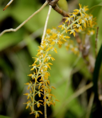 Fragrant Orchid Species Dendrochilum pallidiflavens. Orange Creamsicle Smell! - Picture 3 of 4