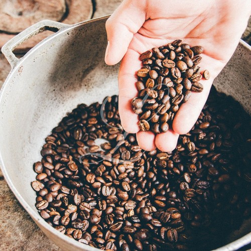 Organic Jamaica Blue Mountain Coffee, 20 lbs, Green Beans or Roasted (Med/Dark) - Picture 6 of 15