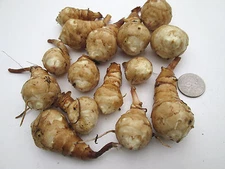 10+ Jerusalem Artichoke tubers for planting- Helianthus tuberosus - Freshly dug 