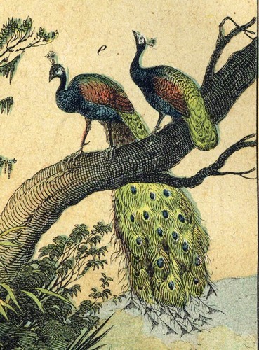 MALACCA SUMATRA, LE TAPIR, PAON, SERPENT NAJA A LUNETTE gravure, estampe de 1880 - Picture 3 of 5