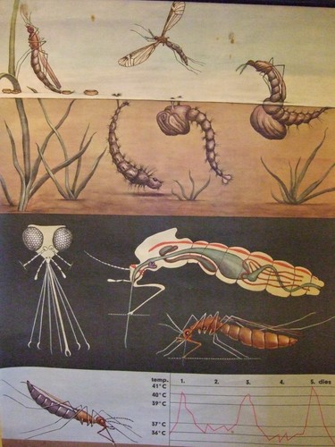 Schulwandkarte Stechmücke Moskito Vtg. Lehrtafel Jung Koch Quentel| School Chart - Bild 9 von 20