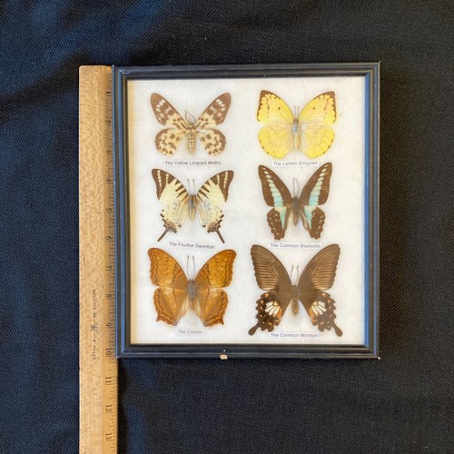 Butterflies Framed Six Labeled Lepidoptera Vintage Collectible 9.75"Hx8.75Lx1"W - Picture 2 of 19