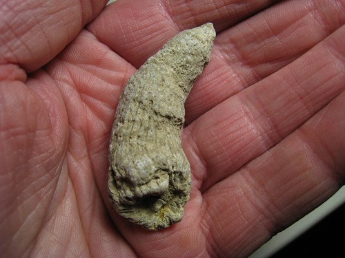 Fine Specimen Coral Horn Stone Ancient Fossil From Kansas City USA 24.1 Grams - Picture 3 of 16