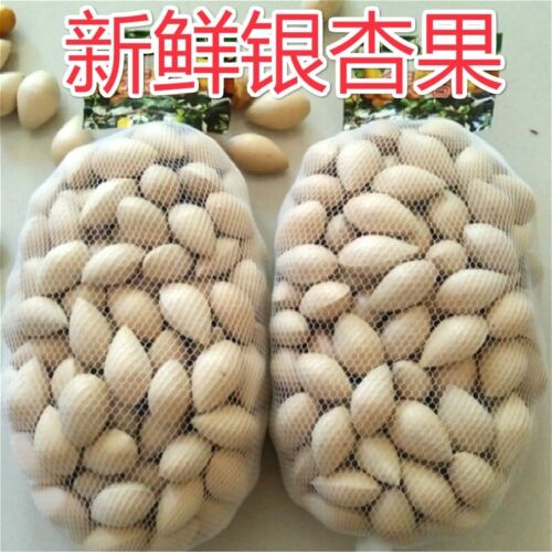 500g Ginkgo Nuts - Premium Raw Ginkgo Nuts, New Harvested - Picture 1 of 3