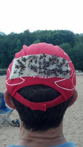 60 Stück Hirschfliegenpflaster Hirschfliege Insektenpflaster STOPPT BISSE.   (15 4/Pks) - Bild 6 von 10