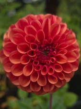 1 - Giant Ball Dahlia COPPERBOY Bulb Tuber Clump / LARGE 4 - 5 Inch BLOOMS