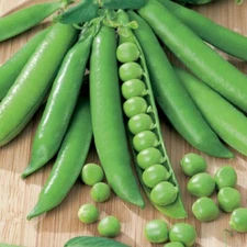 Green Arrow English Pea Seeds | Sweet Shelling Peas Garden Vegetable Seed 2025