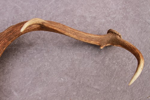 JUEGO DE ASTAS DE GAMO NATURALMENTE COBERTIZO (PAR, CUERNO, TALLA, TAXIDERMIA) - Imagen 15 de 21