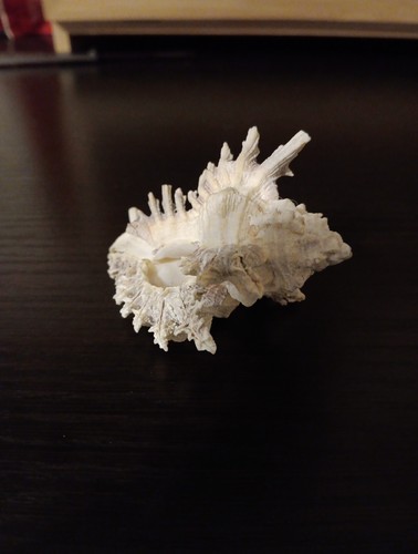 Rare F+++ MUREX MONODON Seashell 69.21mm - Picture 7 of 11